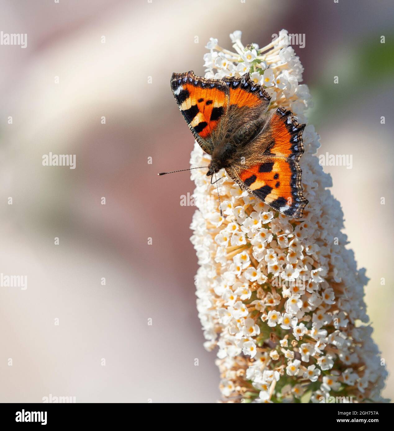 Una piccola farfalla di tartaruga, aglais urticae, nettare bevuto da un fiore bianco di Buddleja. Sfondo sfocato. Foto Stock