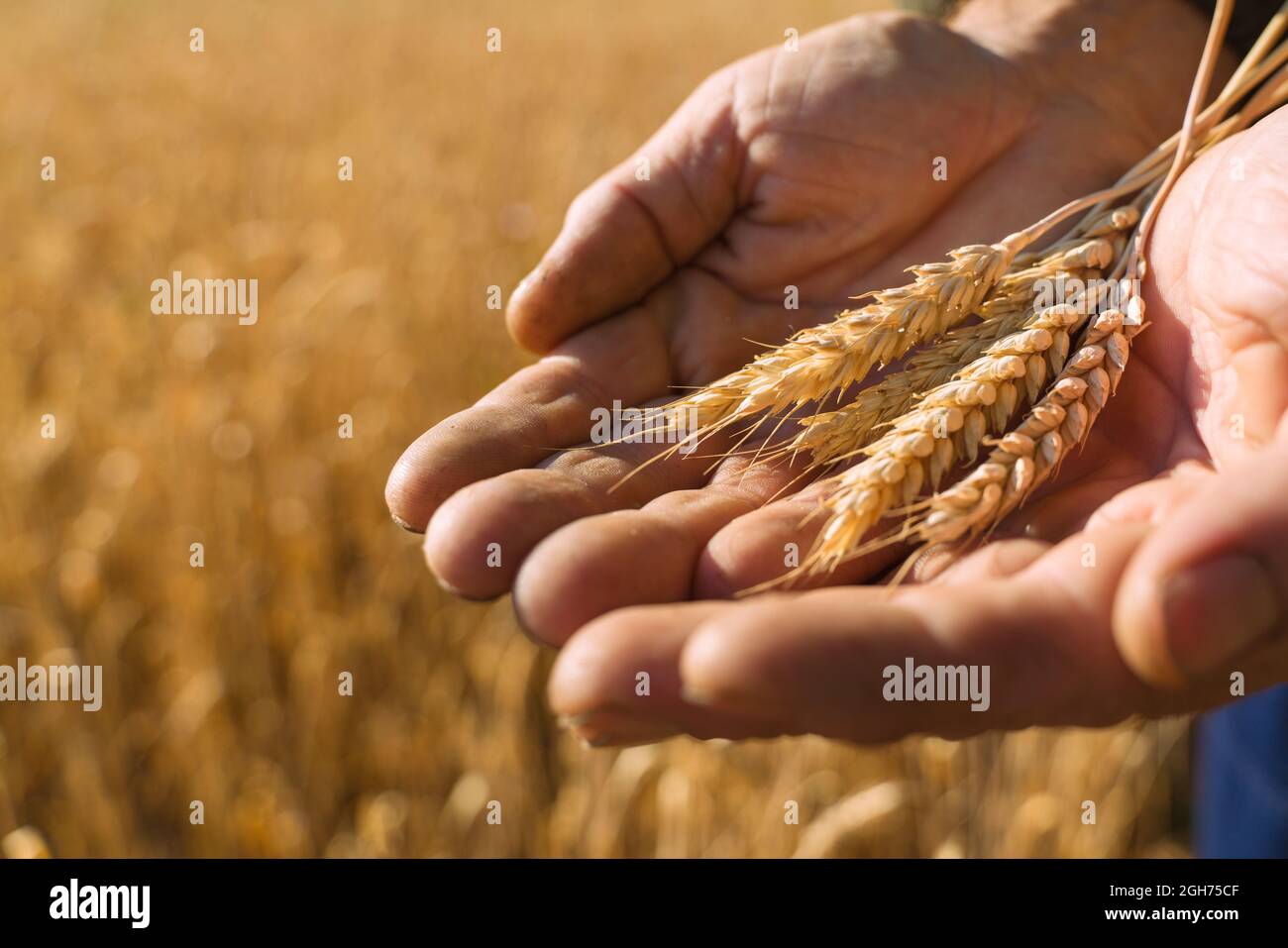 Campo di grano. Spighe di grano dorato. Bel Tramonto paesaggio. Sfondo di orecchie di maturazione. Mature del raccolto di cereali. closeup Foto Stock