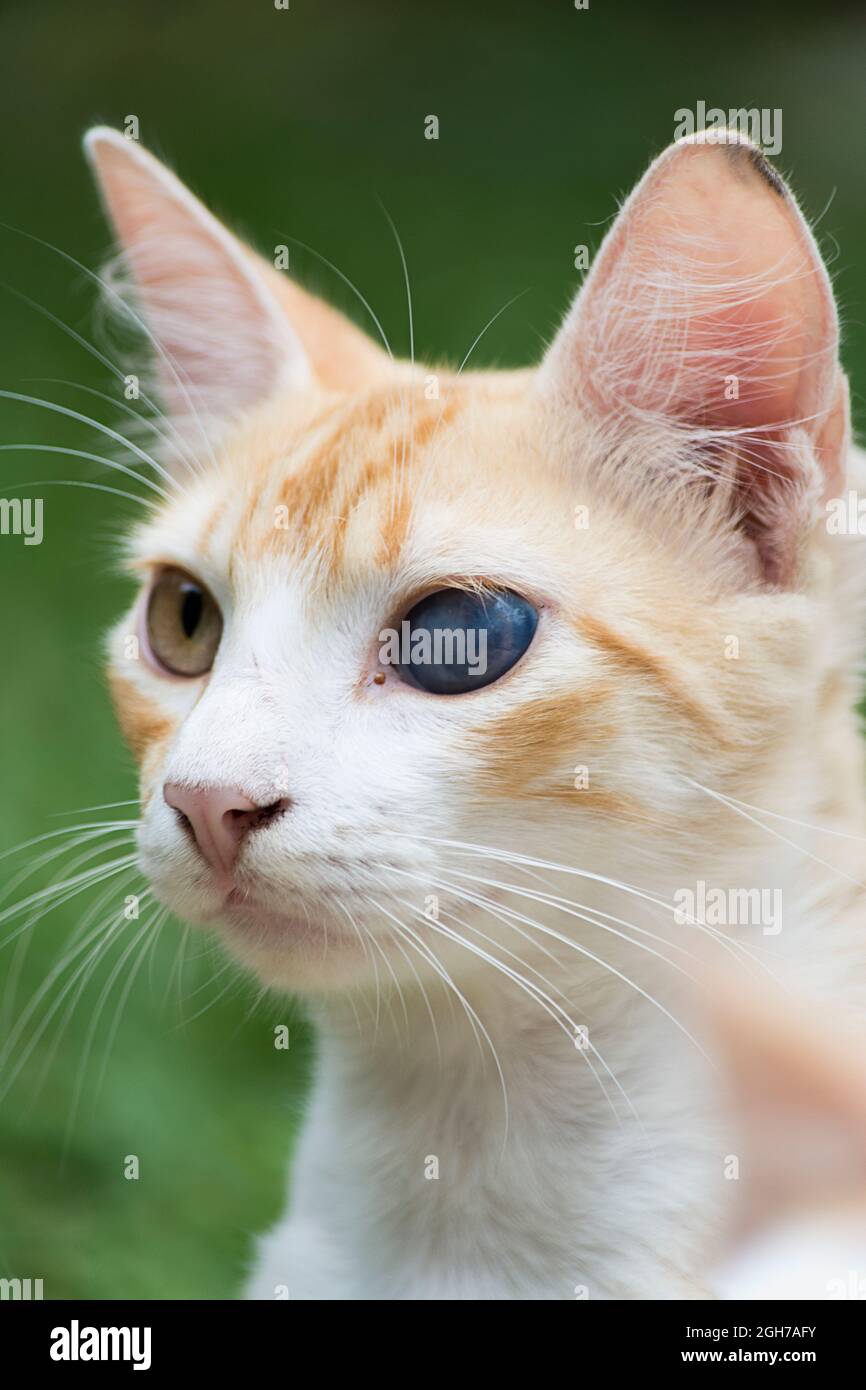 Gatto carino con un occhio blu diverso dall'altro. Verde natura sfondo. Camaçari, Bahia, Brasile. Foto Stock