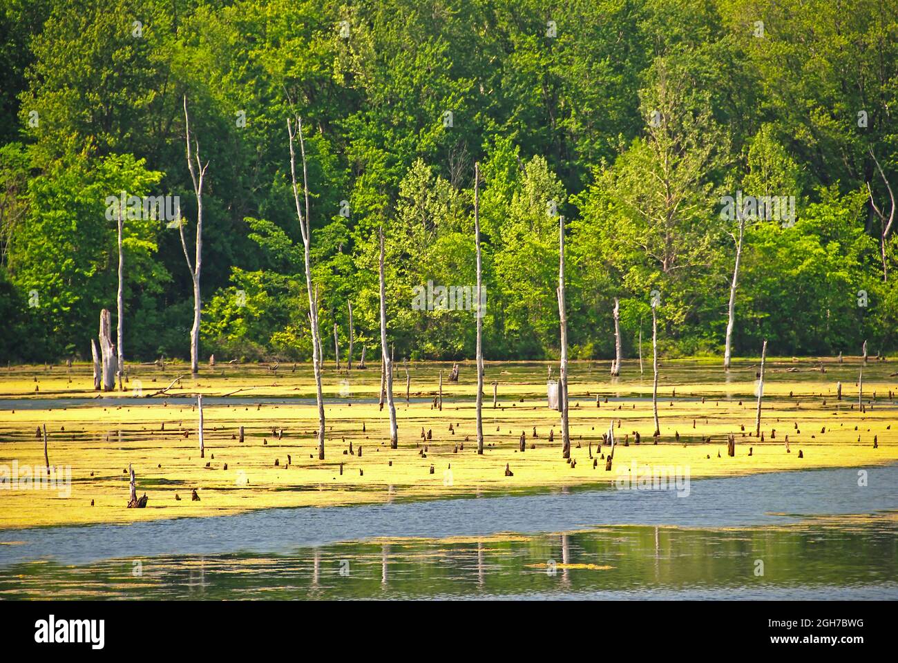 Tarda primavera su una paludi rurale vicino Terre Haute, Indiana Foto Stock