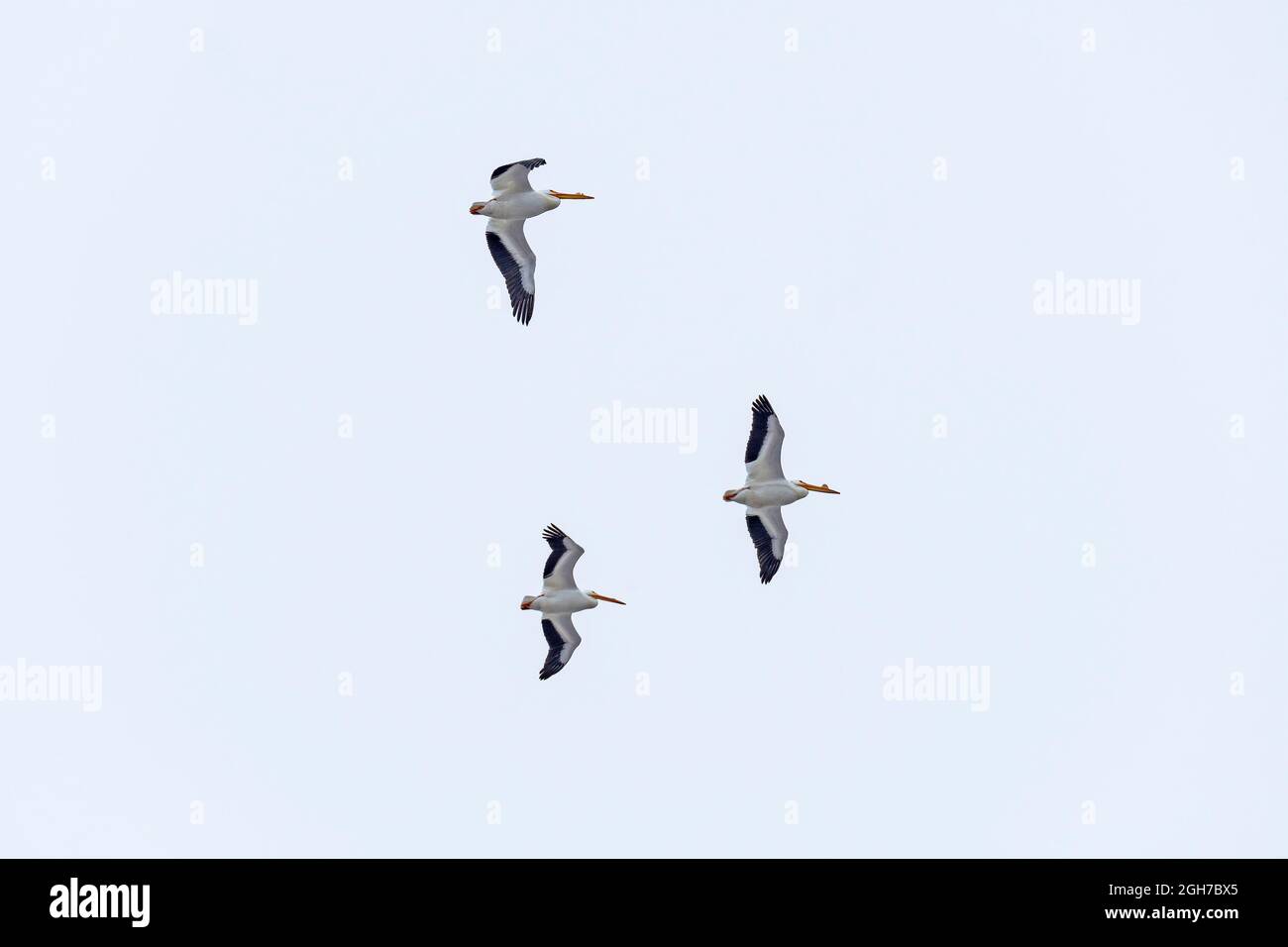 Un trio di pellicani bianchi che volano in alto lungo il fiume Mississippi in Illinois Foto Stock