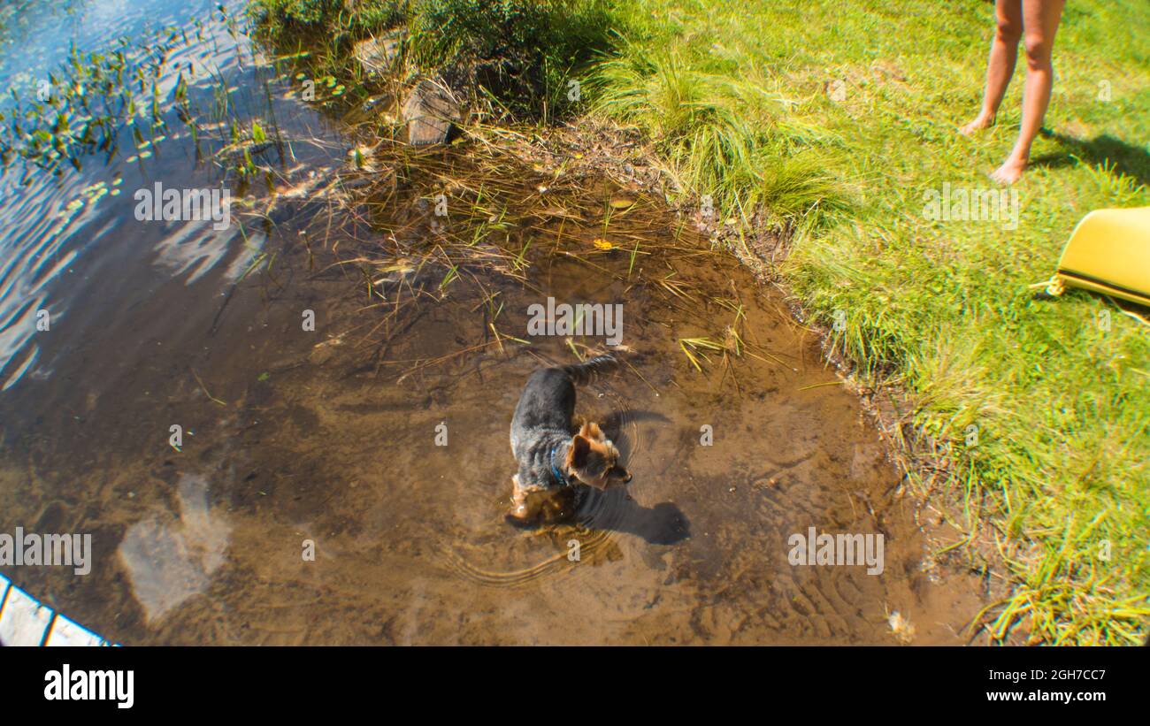 Un cane soffice che cammina in un lago blu in Ontario, Canada, estate. Foto Stock