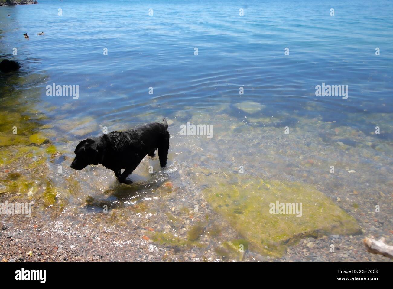 Un cane soffice che cammina in un lago blu in Ontario, Canada, estate. Foto Stock