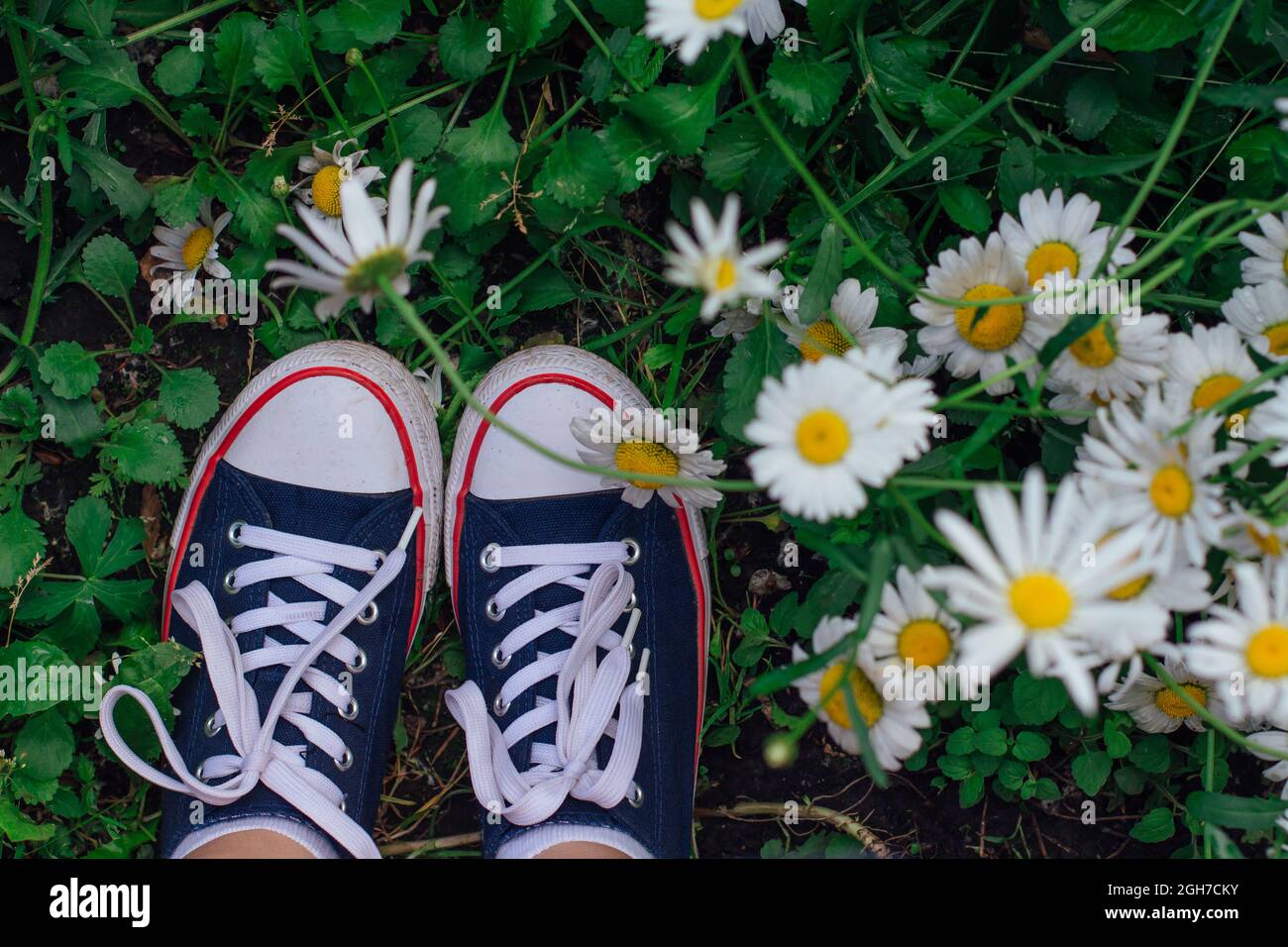 I piedi della donna in scarpe da ginnastica rosse in piedi sull erba con fiori di camomilla crescenti. Vista dall alto Foto stock Alamy