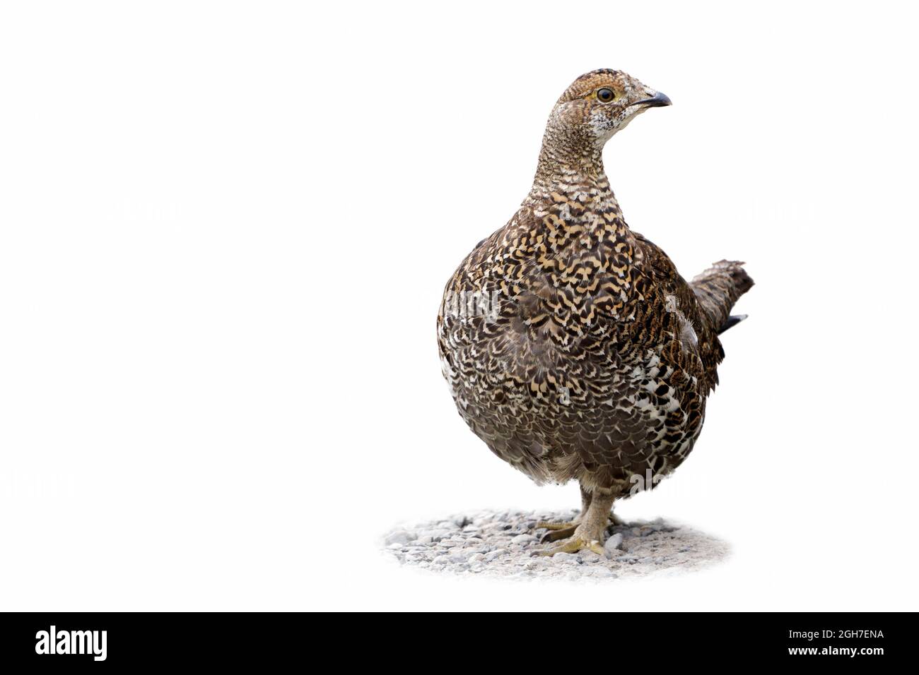 Sooty grouse femminile (Dendragapus fuliginosus) in piedi in ghiaia, Deadhorse Creek Trail, Mount Rainier National Park, Washington state, USA Foto Stock