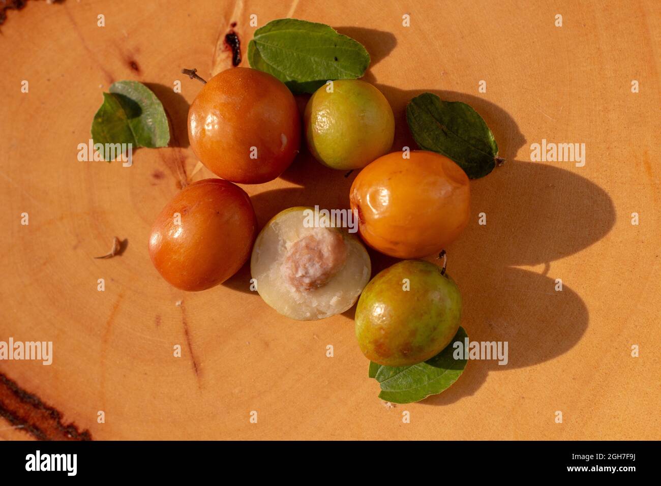 Ziziphus jujuba, comunemente chiamato jujube, noto anche come data cinese, mela cinese, susina indiana, jujuba indiana, Musawu o Maanica Foto Stock
