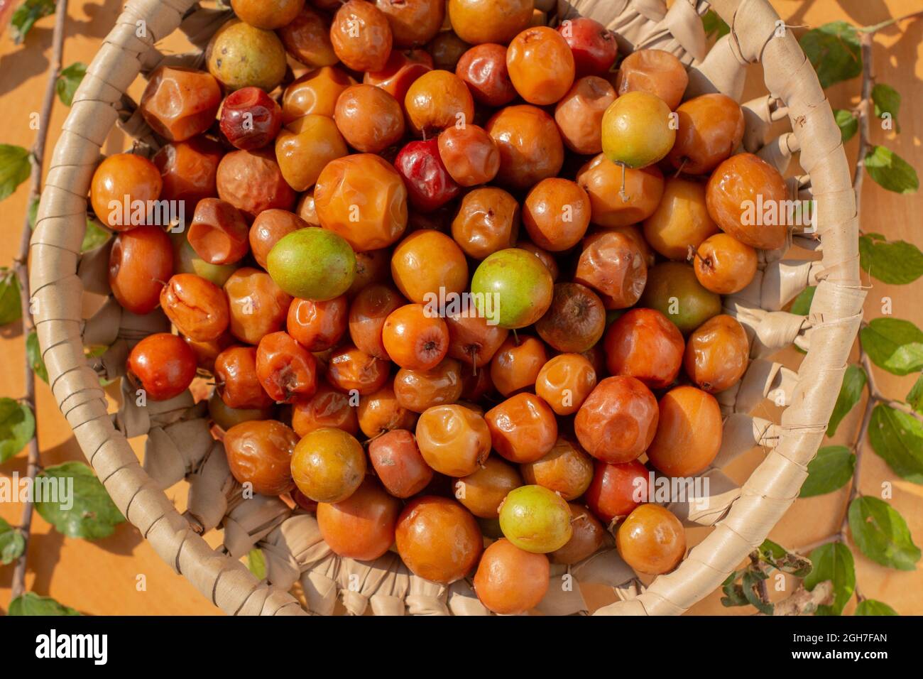 Ziziphus jujuba, comunemente chiamato jujube, noto anche come data cinese, mela cinese, susina indiana, jujuba indiana, Musawu o Maanica Foto Stock