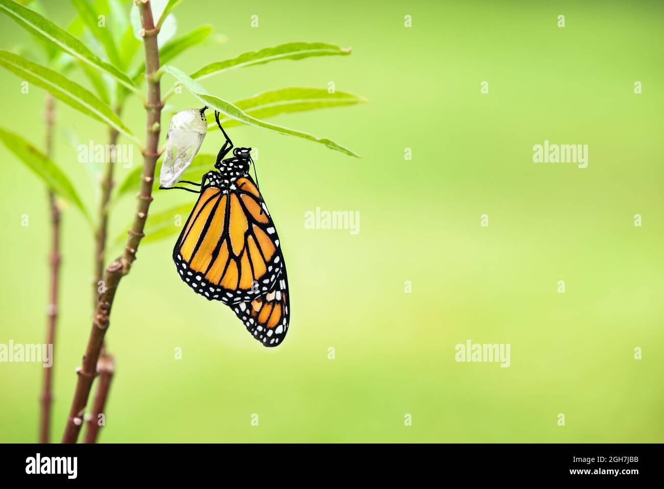 La farfalla Monarch (danaus plexippus) è emersa di recente e il suo guscio di crisali appeso su foglie di munghie. Sfondo verde naturale con spazio di copia. Foto Stock