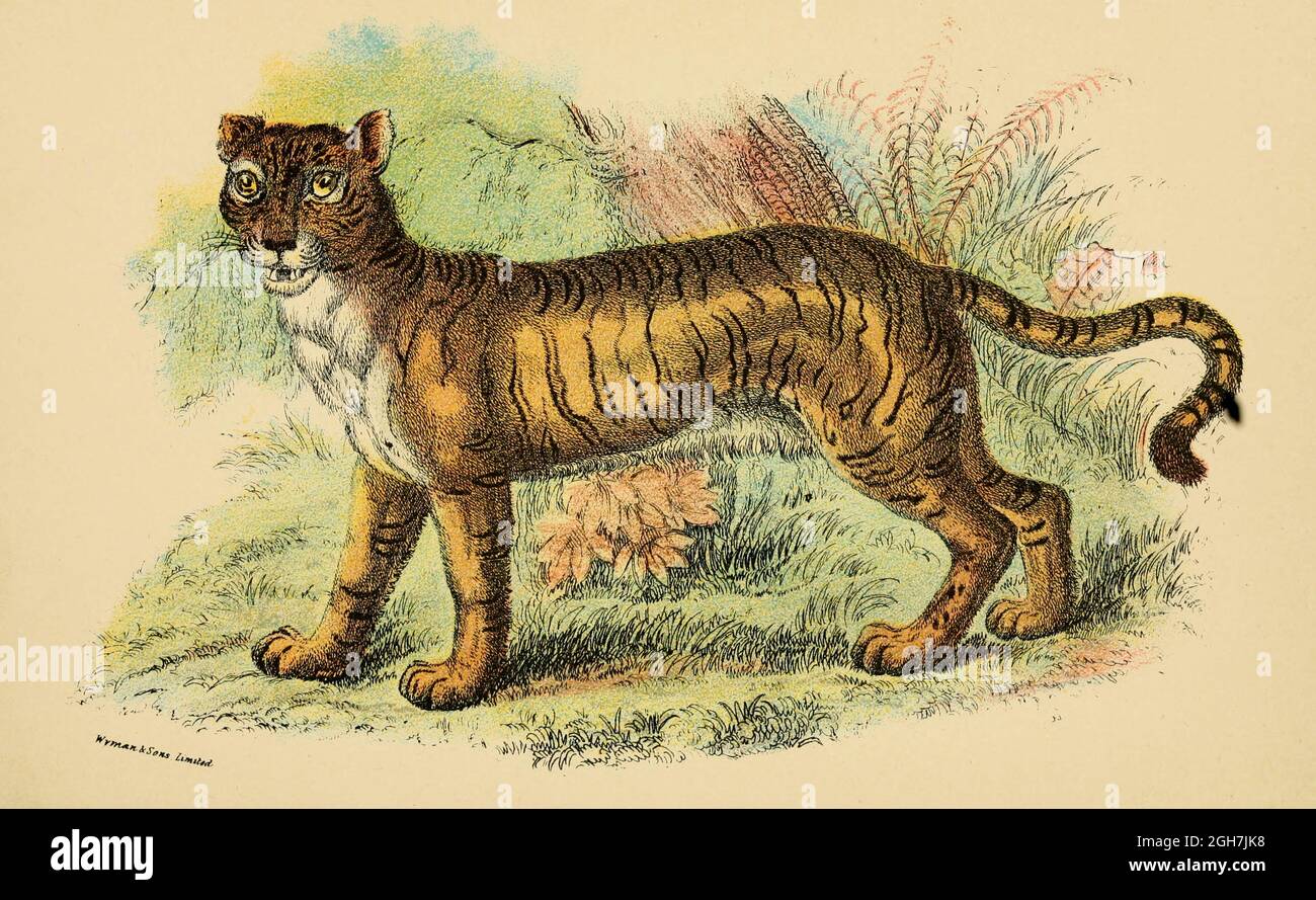 Leone-Tiger Felis leo (ibrido) dal libro 'Un manuale alla carnivora : parte 1 : gatti, civetti e mongoosi ' di Richard Lydekker, 1849-1915 pubblicato nel 1896 a Londra da E. Lloyd Foto Stock