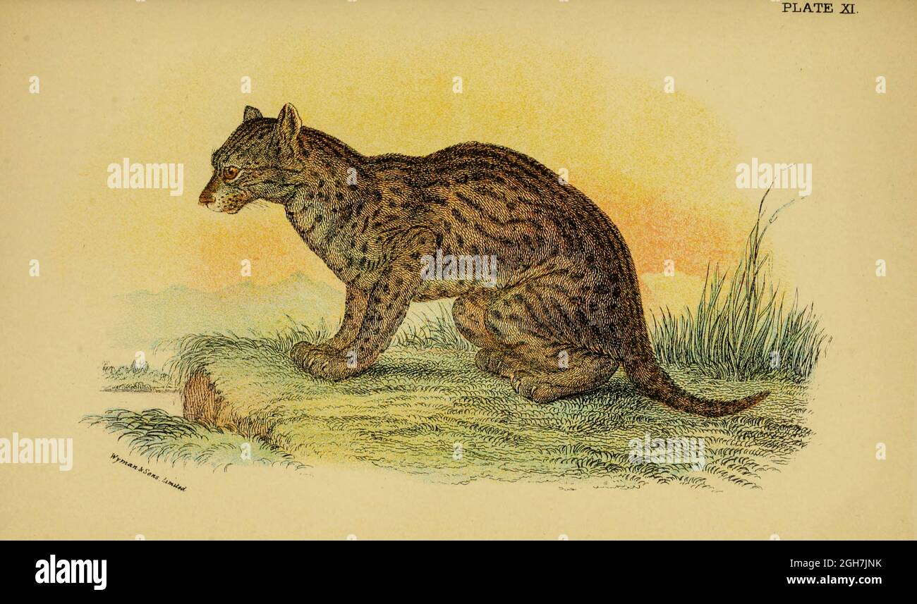 Il gatto da pesca (Pionailurus viverrinus qui come Felis viverrina) è un gatto selvatico di medie dimensioni del sud e sud-est asiatico. Dal libro ' A handbook to the carnivora : Part 1 : cats, civets, and mongooses ' di Richard Lydekker, 1849-1915 pubblicato nel 1896 a Londra da E. Lloyd Foto Stock