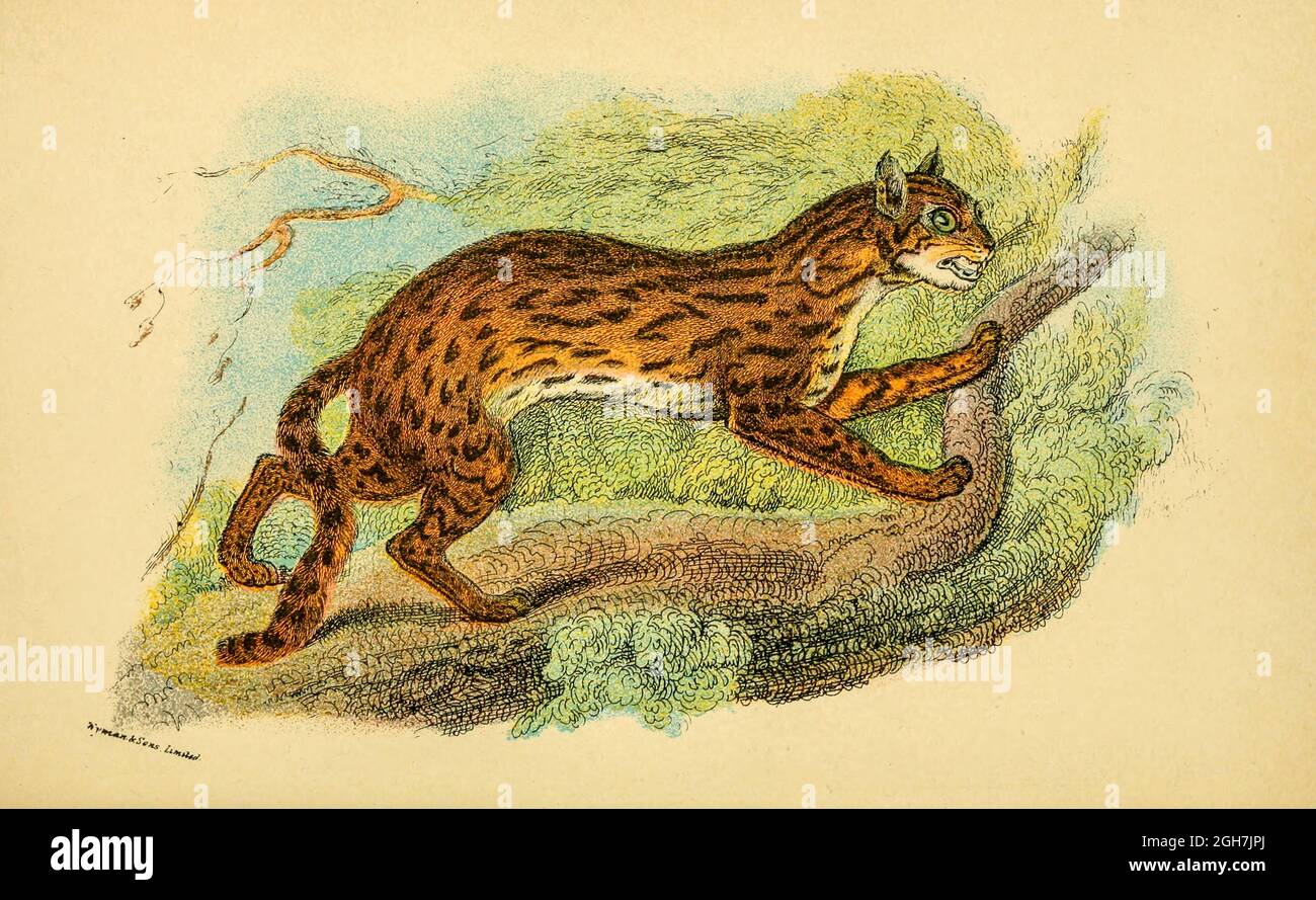il gatto leopardo (Pionailurus bengalensis qui come Felis bengalensis) è un piccolo gatto selvatico nativo del sud, sud-est e dell'Asia orientale continentale dal libro ' Un manuale alla carnivora : parte 1 : Gatti, civetti e mongoosi ' di Richard Lydekker, 1849-1915 pubblicato nel 1896 a Londra da E. Lloyd Foto Stock