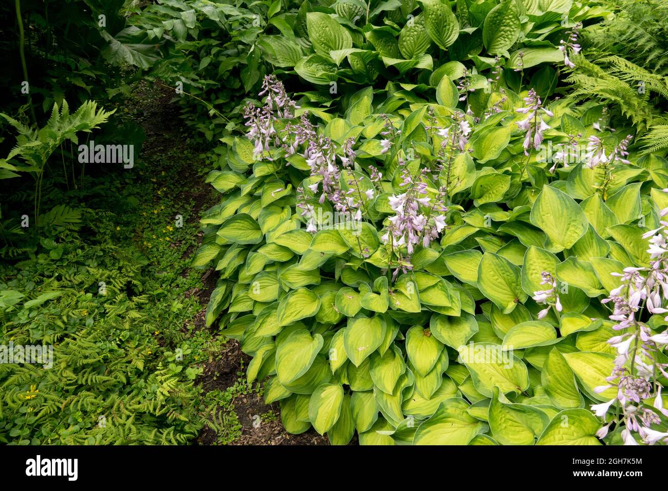 Hosta Garden Border Hosta "Gold Rush" perenne all'ombra Foto Stock