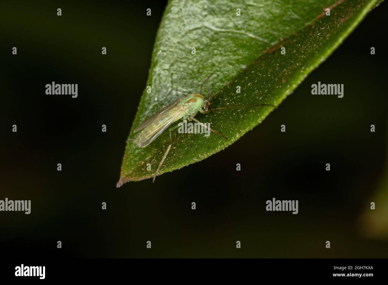 Adulto non-moring Midge della famiglia Chironomidae Foto Stock