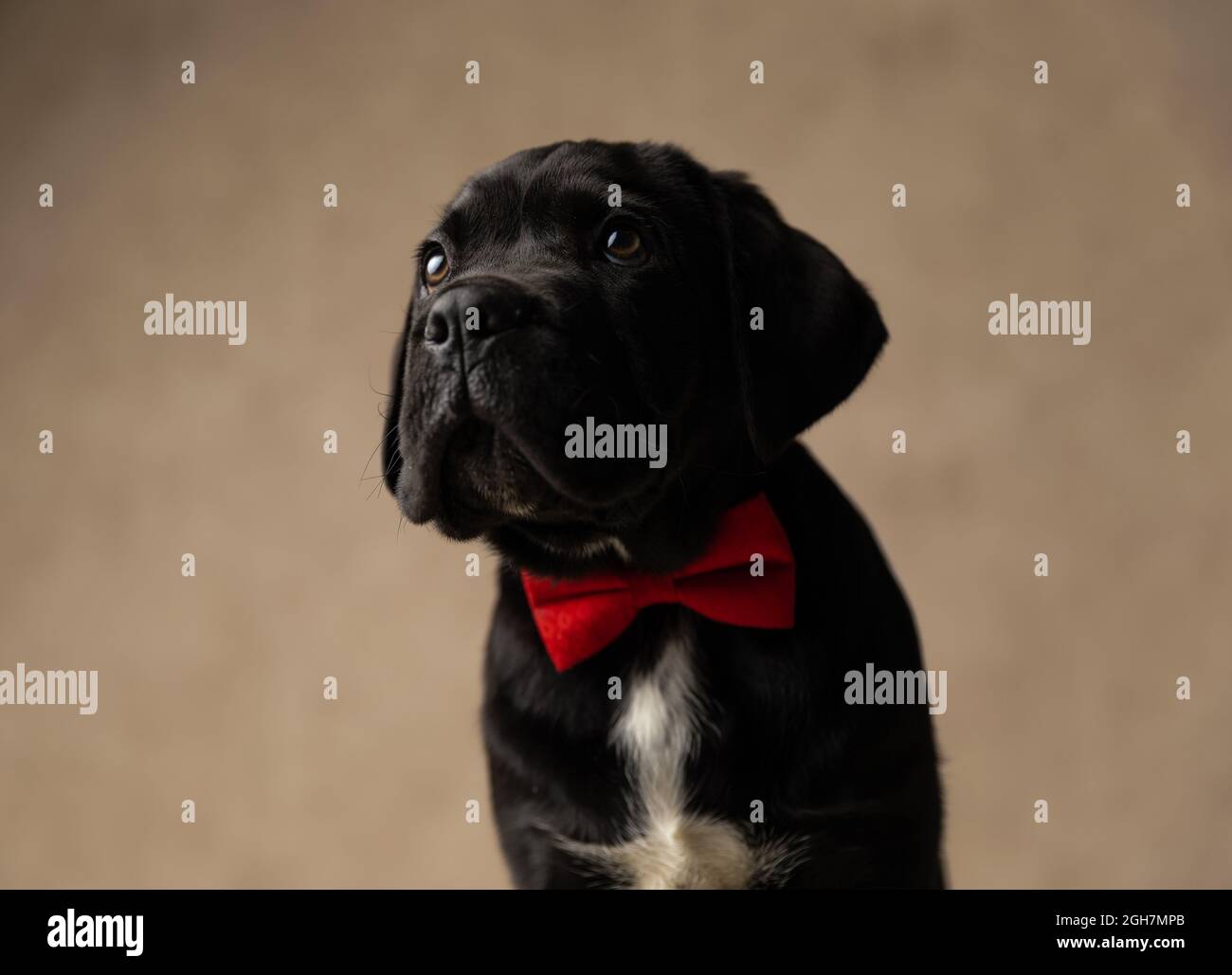 seduto cane corso di canna nera guardando via e indossando un bowtie rosso in studio Foto Stock