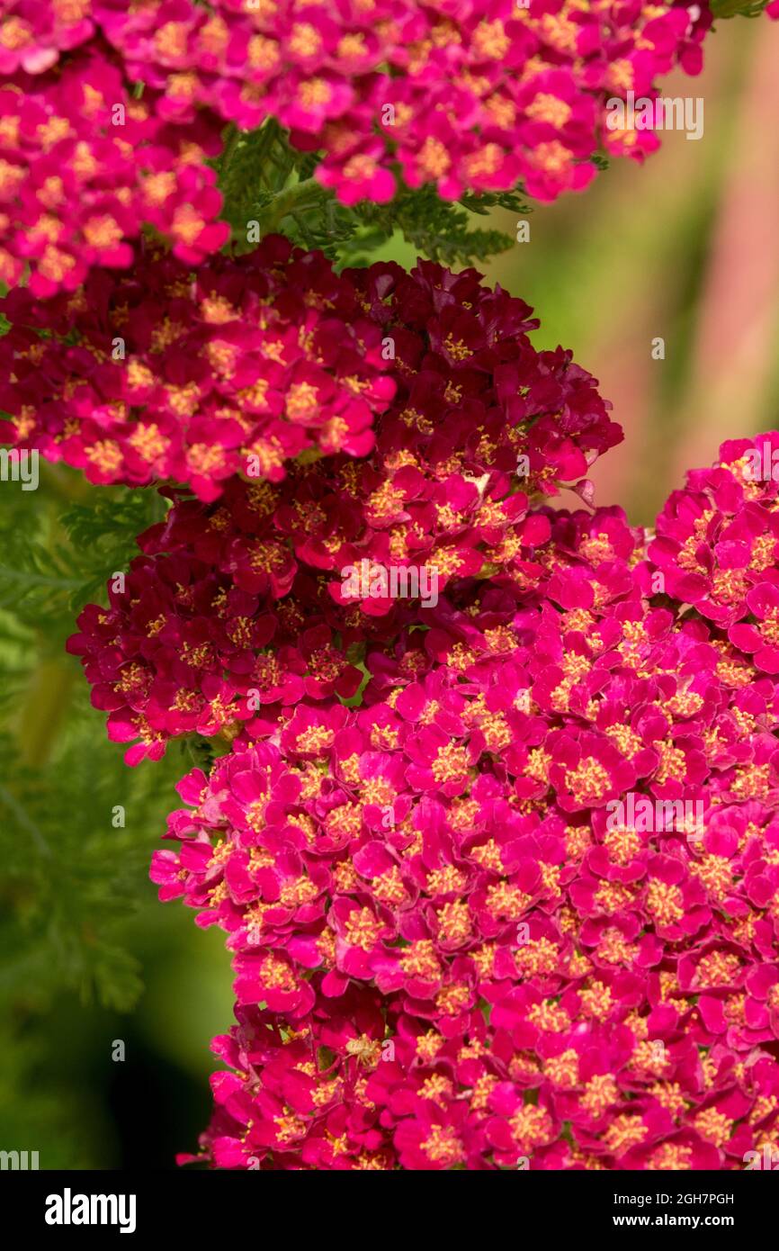 Yarrow Red Achillea Millefolium tutti frutti Pomegranate Foto Stock