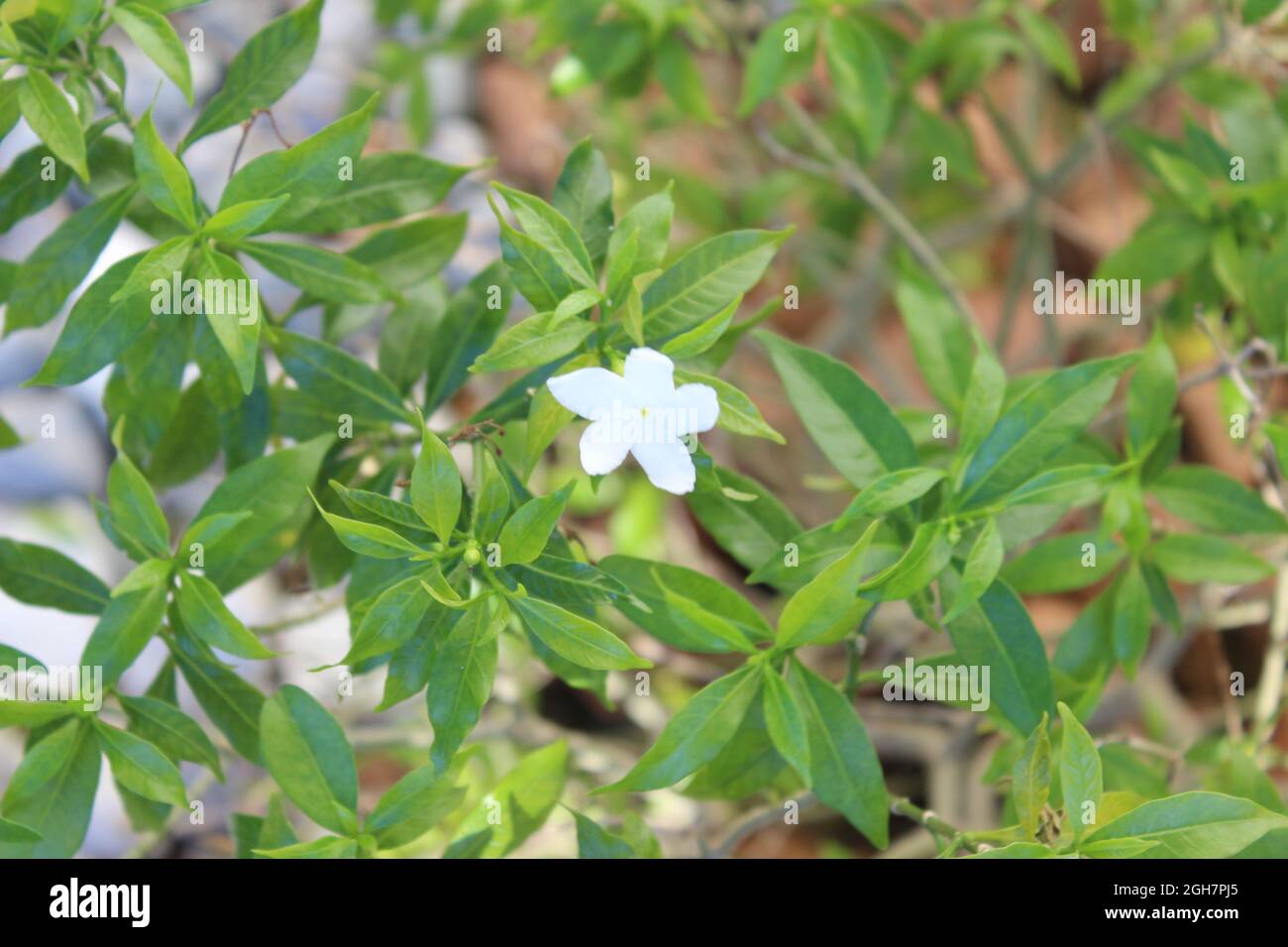 Giardino semplice. Varietà diversa di piante. Primo piano piante. sono un giardiniere. Foto Stock