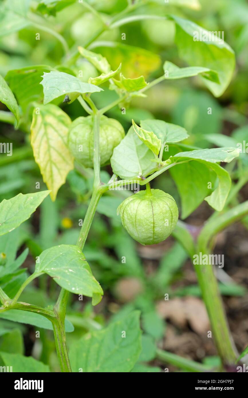 Tomatillo. Physalis philadelphica, Husk Tomato o Mexican Husk Tomato Foto Stock