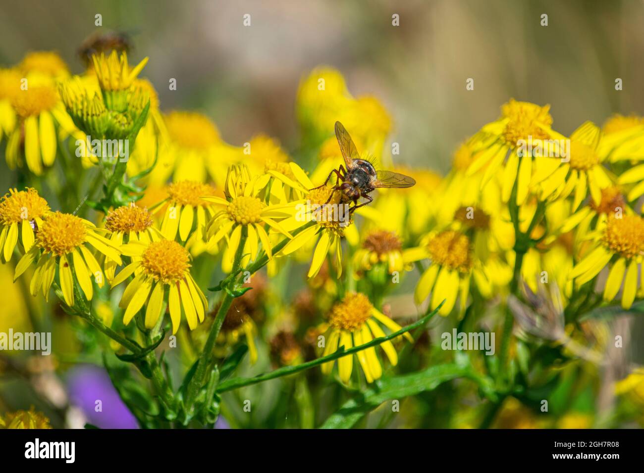 Insetto su fiori selvatici nella campagna Cumbria Foto Stock