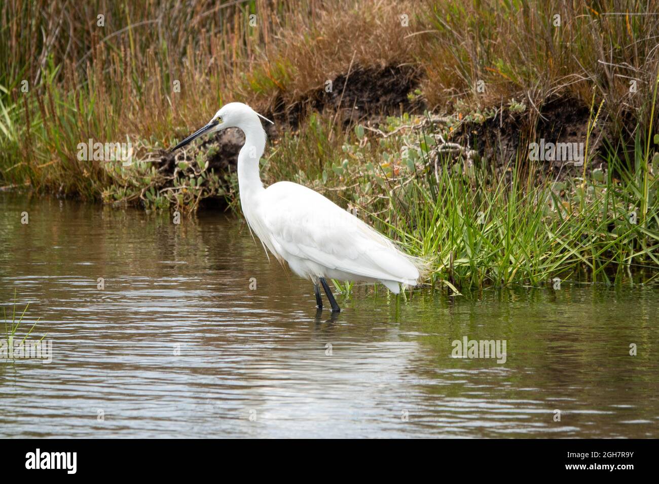 egret un airone con piumaggio bianco latte Foto Stock