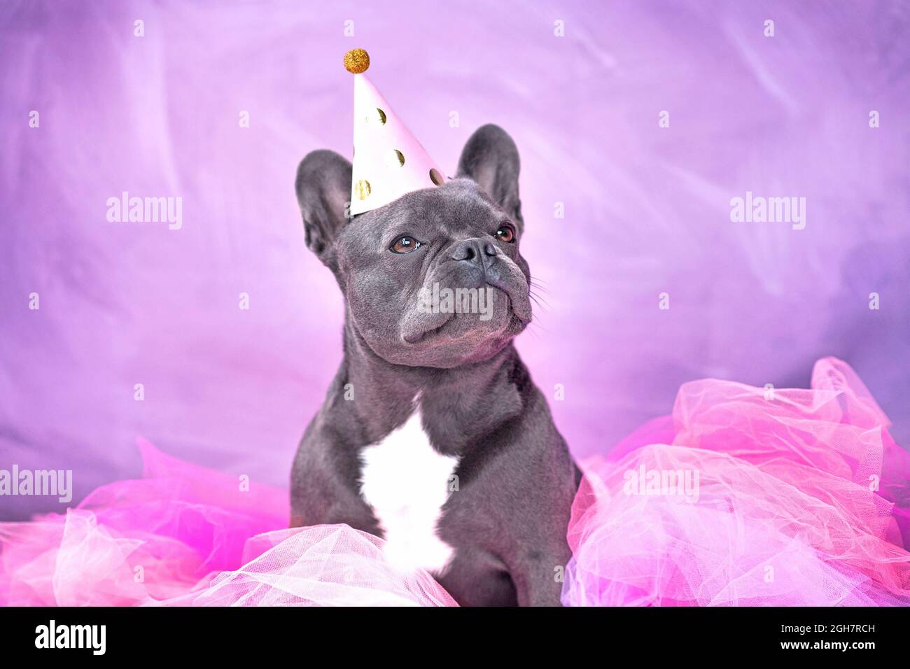 Ritratto di carino cane Bulldog francese con cappello da festa e gonna rosa tutu Foto Stock