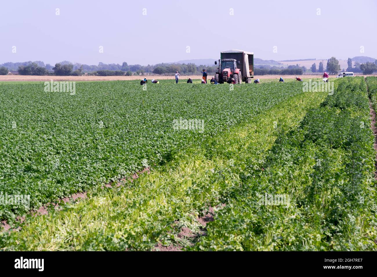 Raccolta coriandri in fattoria vegetale, Kent Inghilterra Foto Stock