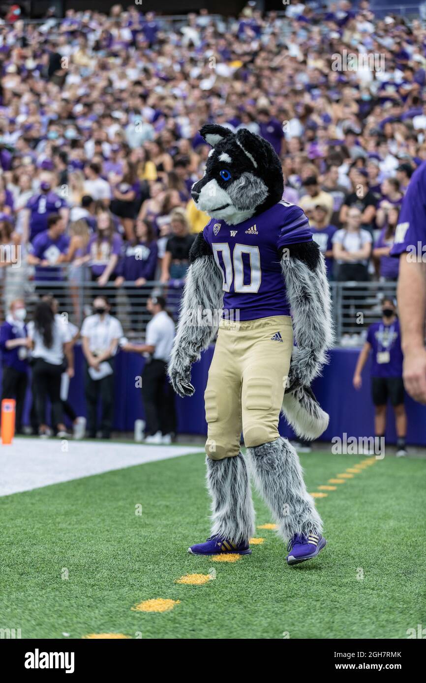 Washington Huskies mascotte "Harry The Husky" lungo i margini nel secondo trimestre di una partita di football dell'NCAA College contro i Montana Grizzlies, Foto Stock