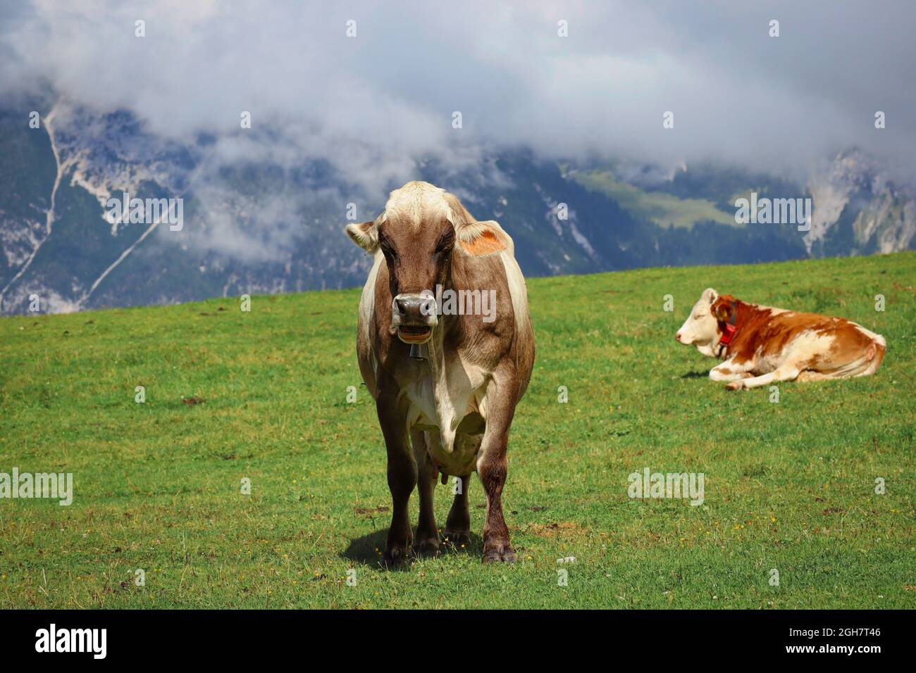 Mucca alpina marrone in piedi con paesaggio di montagna in Tirolo. Bovini domestici in Austria Seefeld. Foto Stock