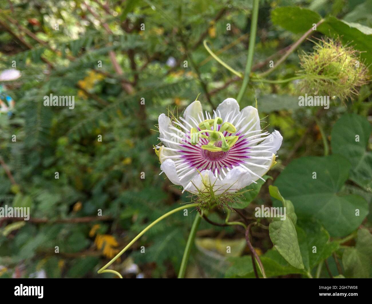 Bella passione fiore in un giardino Foto Stock