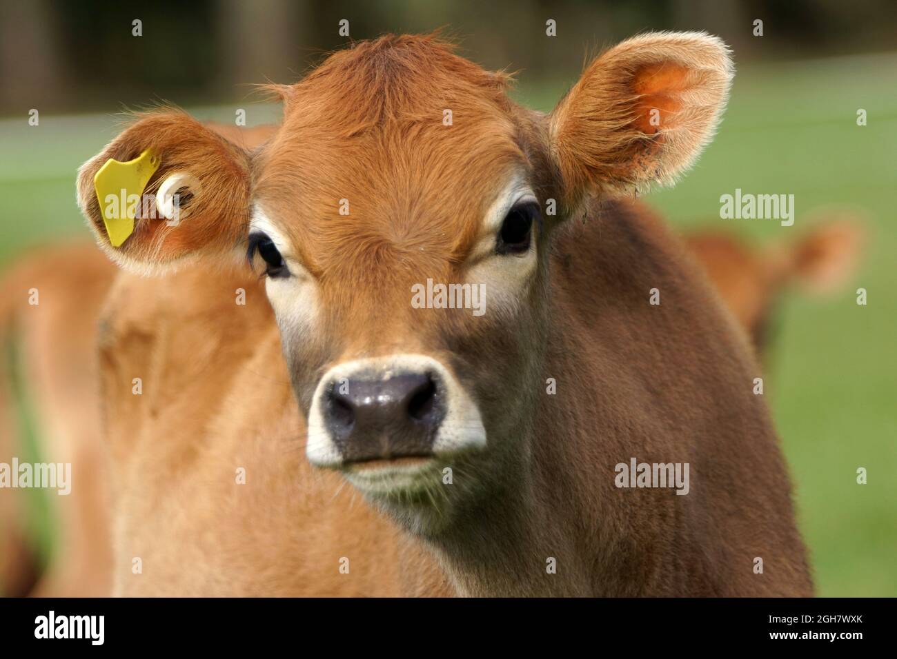 Ritratto di un giovane vitello Jersey, Nuova Zelanda Foto Stock