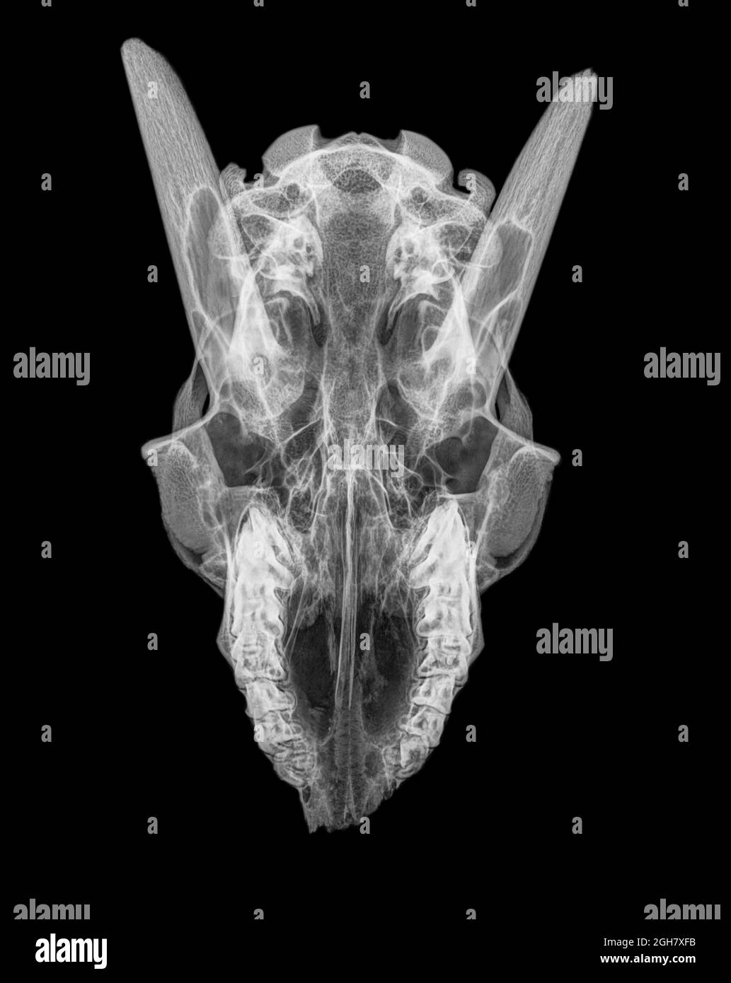 Vista superiore X-ray di un cranio di una capra su sfondo nero Foto Stock