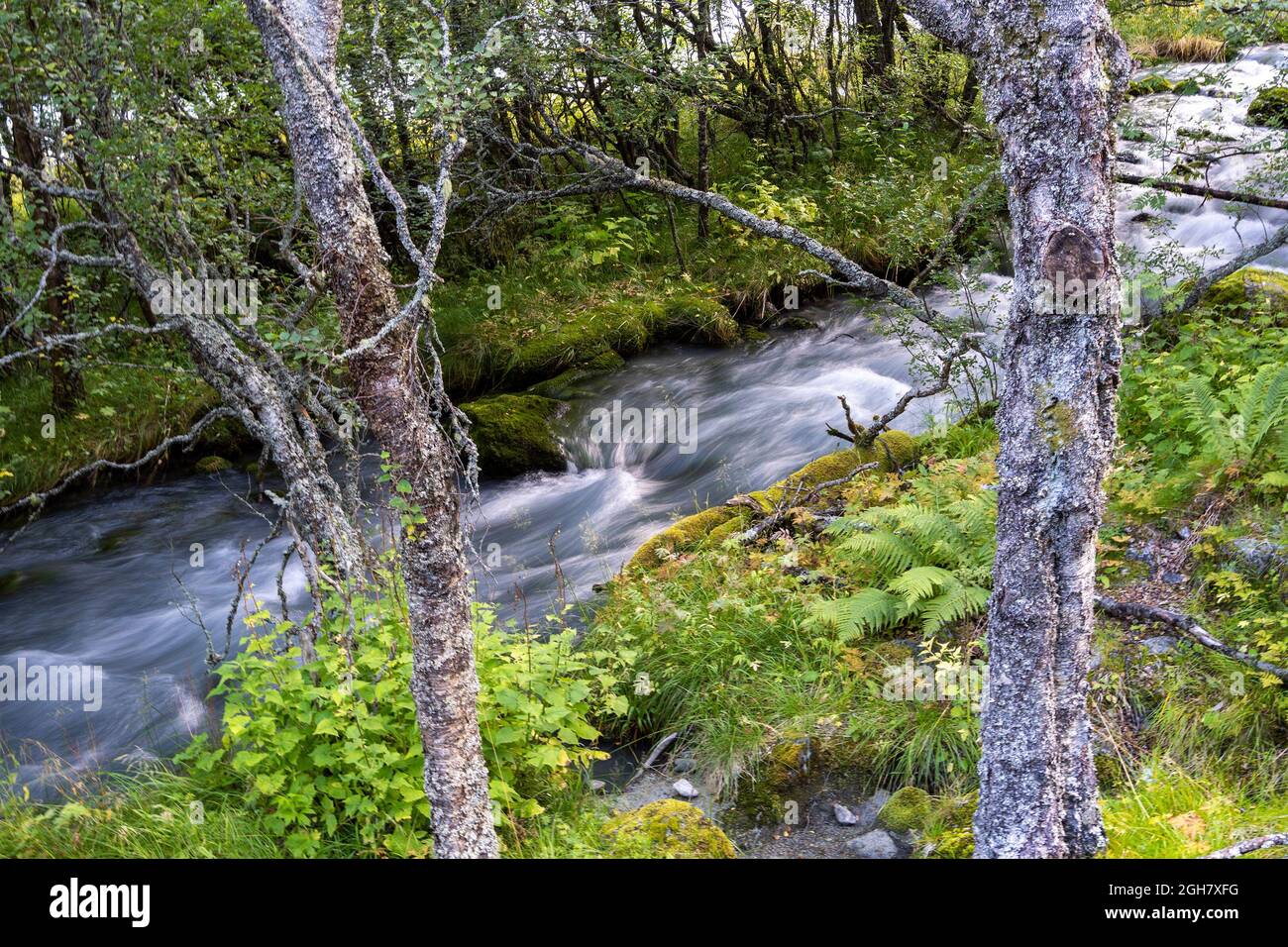 Foto lenta della velocità dell'otturatore di un'acqua che scorre su un ruscello nel bosco Foto Stock