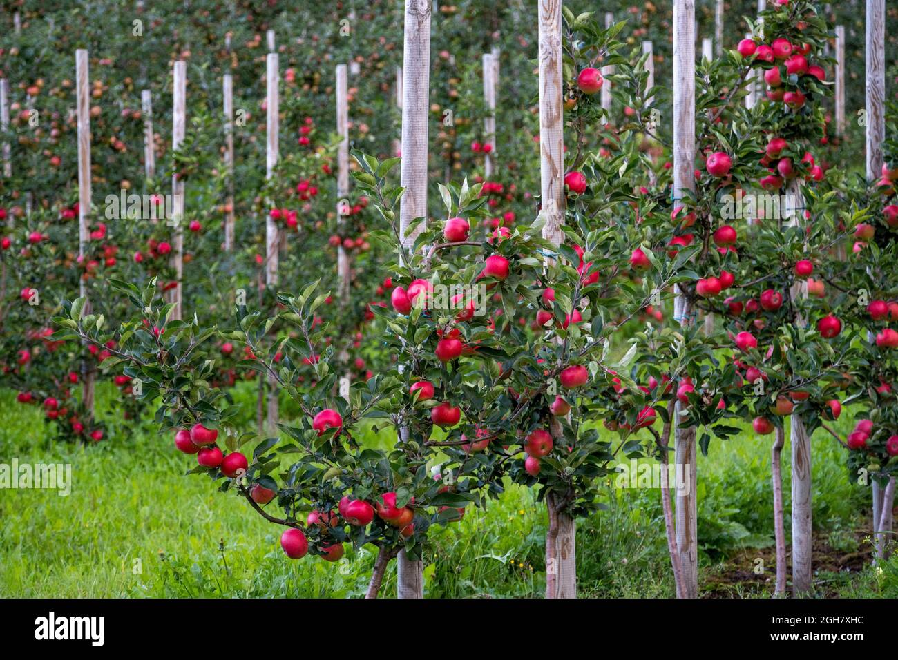 Alberi di mele in un frutteto a Loen, Norvegia, Europa Foto Stock