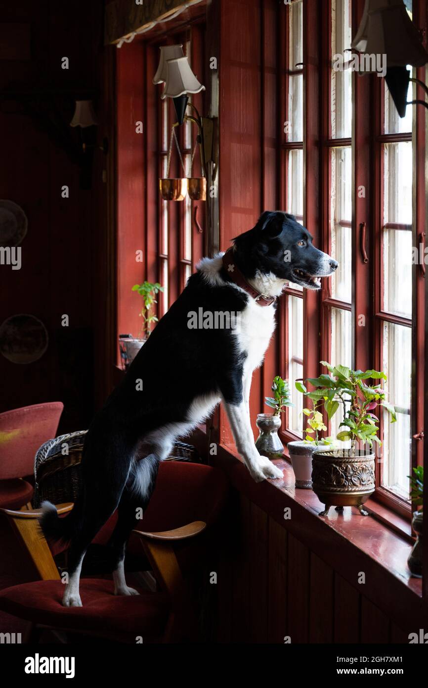 Nero e bianco bordo collie cane guardando fuori la finestra in attesa del suo proprietario di arrivare a casa Foto Stock