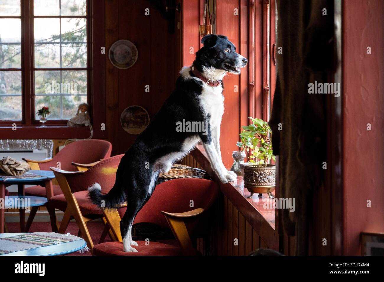 Nero e bianco bordo collie cane guardando fuori la finestra in attesa del suo proprietario di arrivare a casa Foto Stock