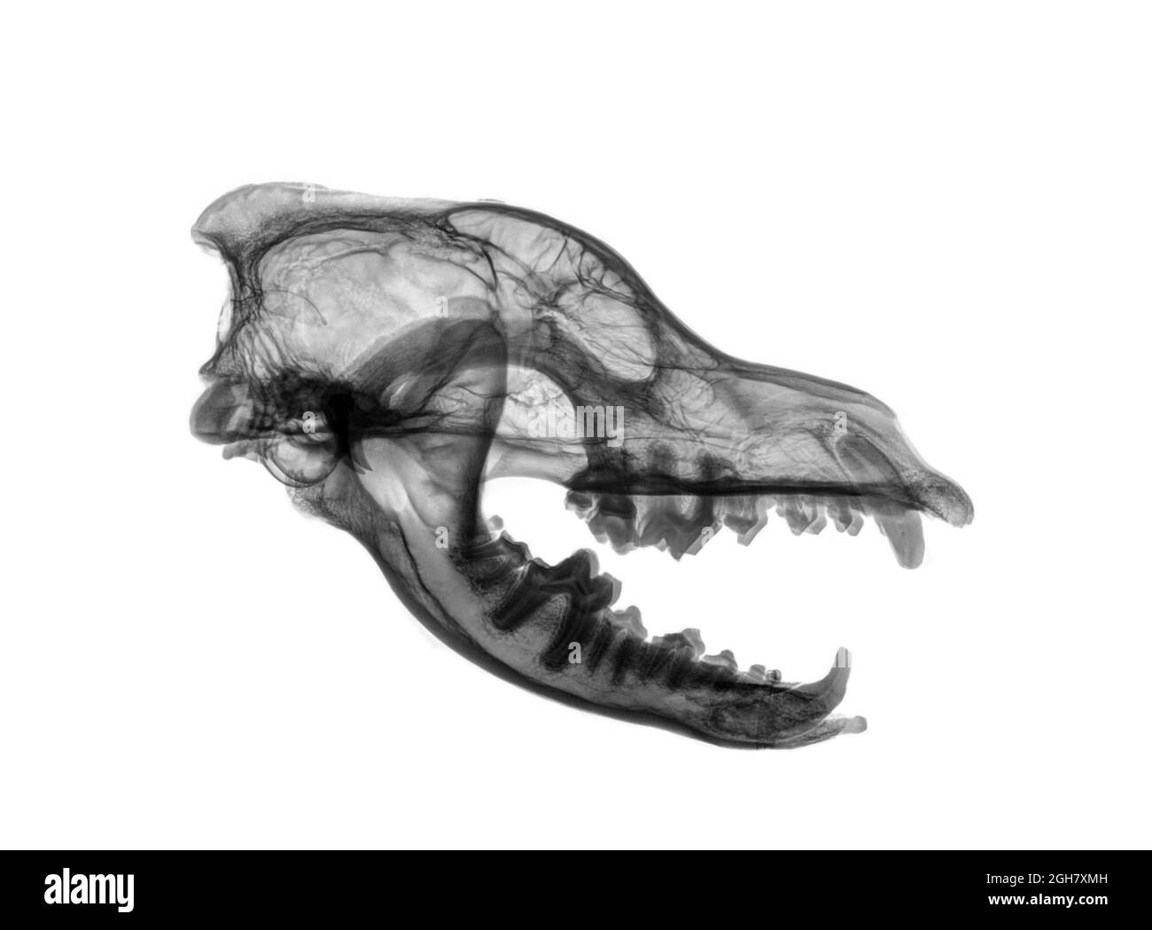 Vista laterale raggi X di un cranio di un lupo su sfondo bianco Foto Stock
