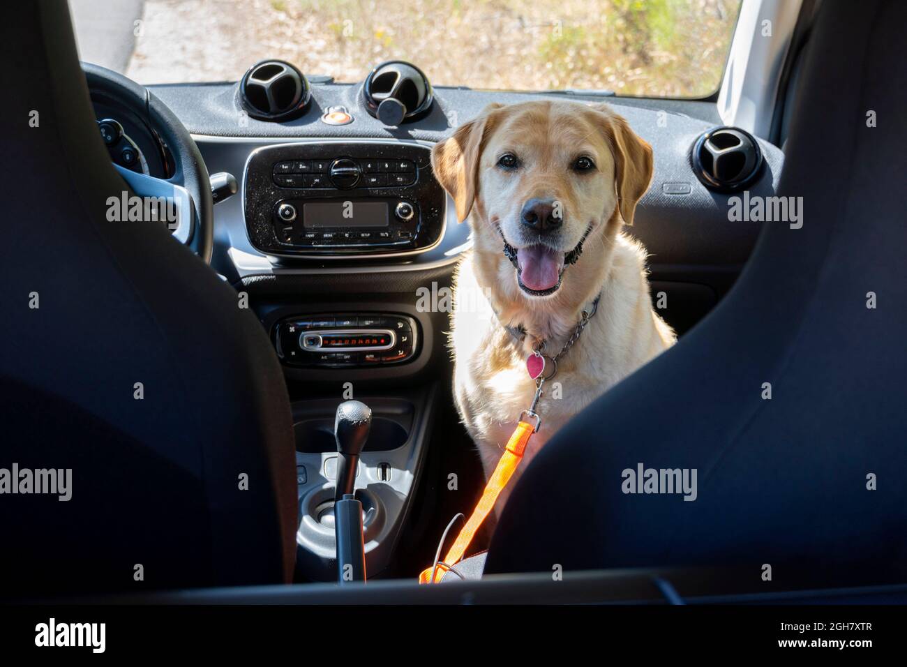 Giallo Labrador Golden Retriever mix cane guardando la fotocamera all'interno di una Smart ForTwo auto Foto Stock