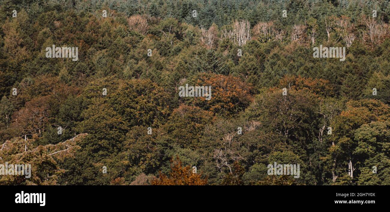 Incredibili foreste nel Regno Unito Foto Stock