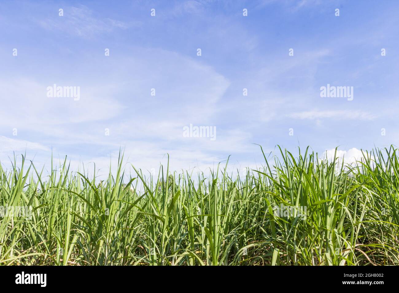 Campo di mais verde che cresce su cielo blu Foto Stock