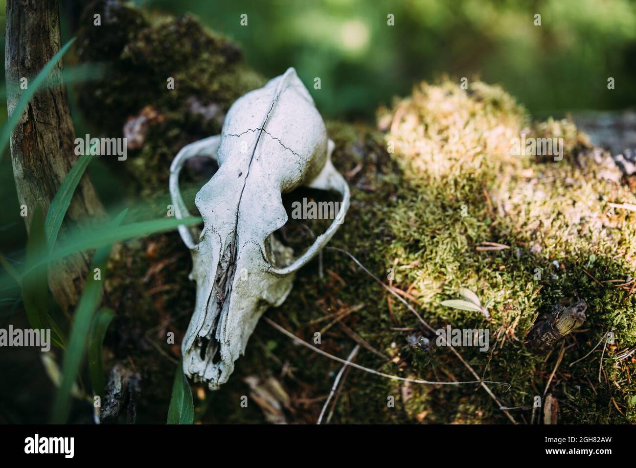 Vecchio cranio del cane e nella foresta incantata. Atmosfera oscura e misteriosa. Foto Stock