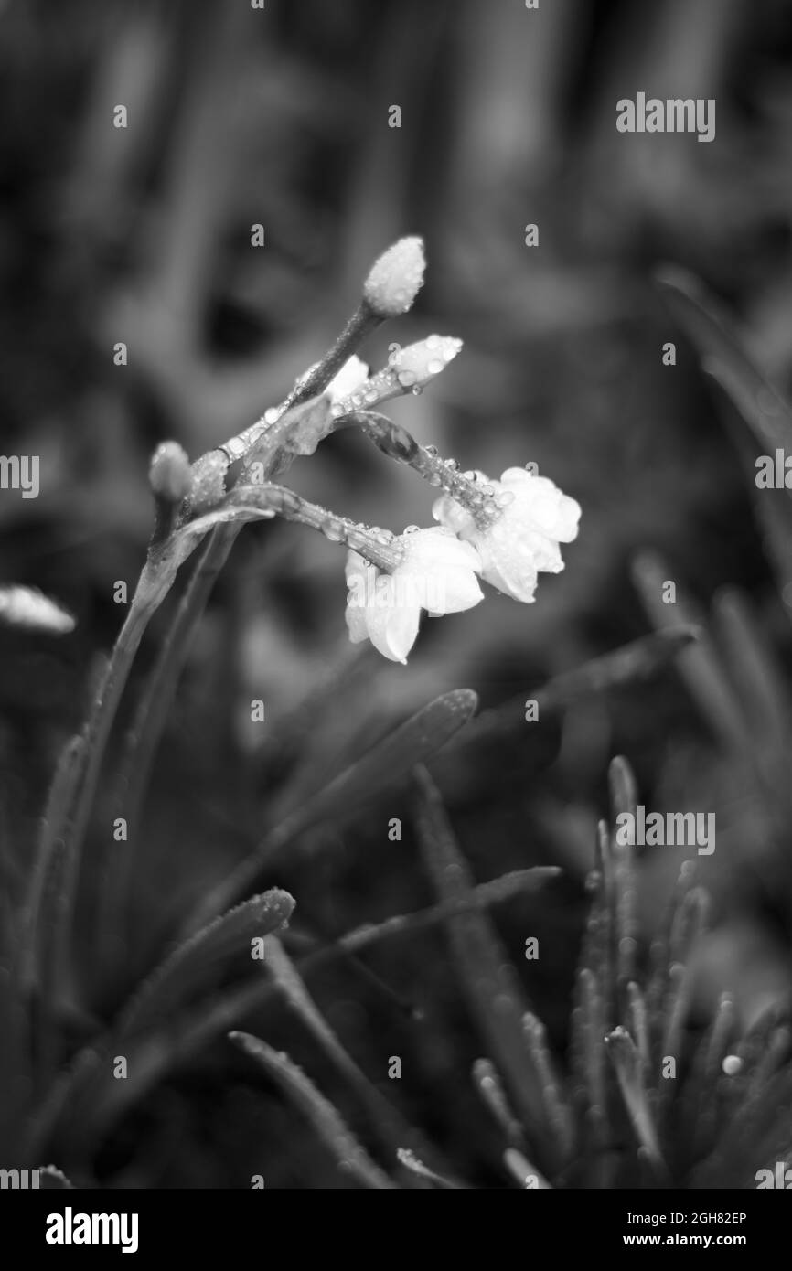 Colpo verticale in bianco e nero, di gocce d'acqua su Daffodils Foto Stock