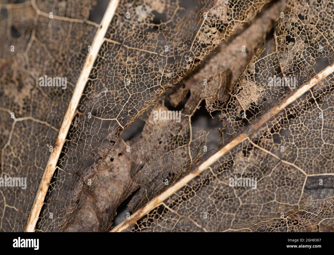 In autunno, la stagione della caduta, le foglie decidue vengono versate prima dell'inizio dell'inverno. Come le foglie si rompono il modello delle vene mostra Foto Stock