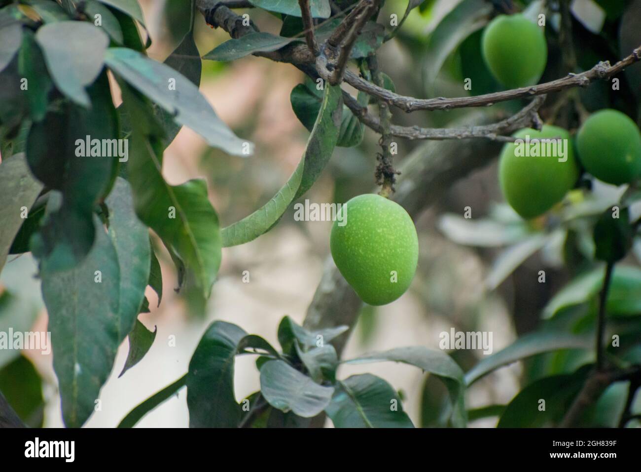 Il mango verde può essere asino o noce e dolce a seconda della varietà. Foto Stock