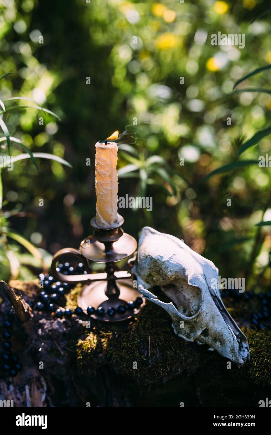 Candela bruciante e vecchio scull nella foresta incantata. Concetto occulto, esoterico Foto Stock
