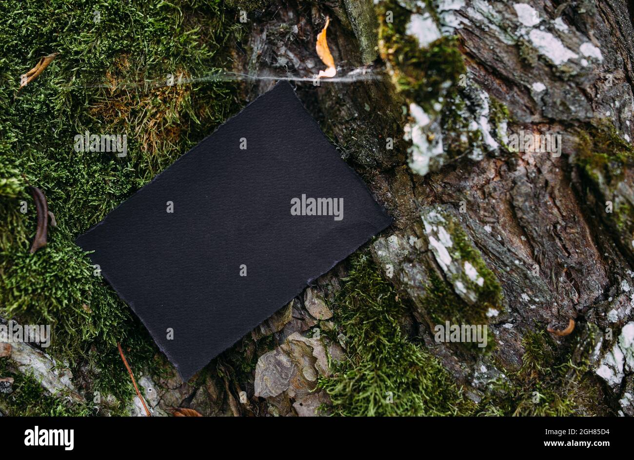 Modello di mockup nero di carta artigianale sullo sfondo della natura magica foresta Foto Stock