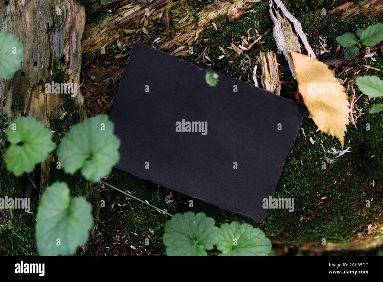Modello di mockup nero di carta artigianale sullo sfondo della natura magica foresta Foto Stock
