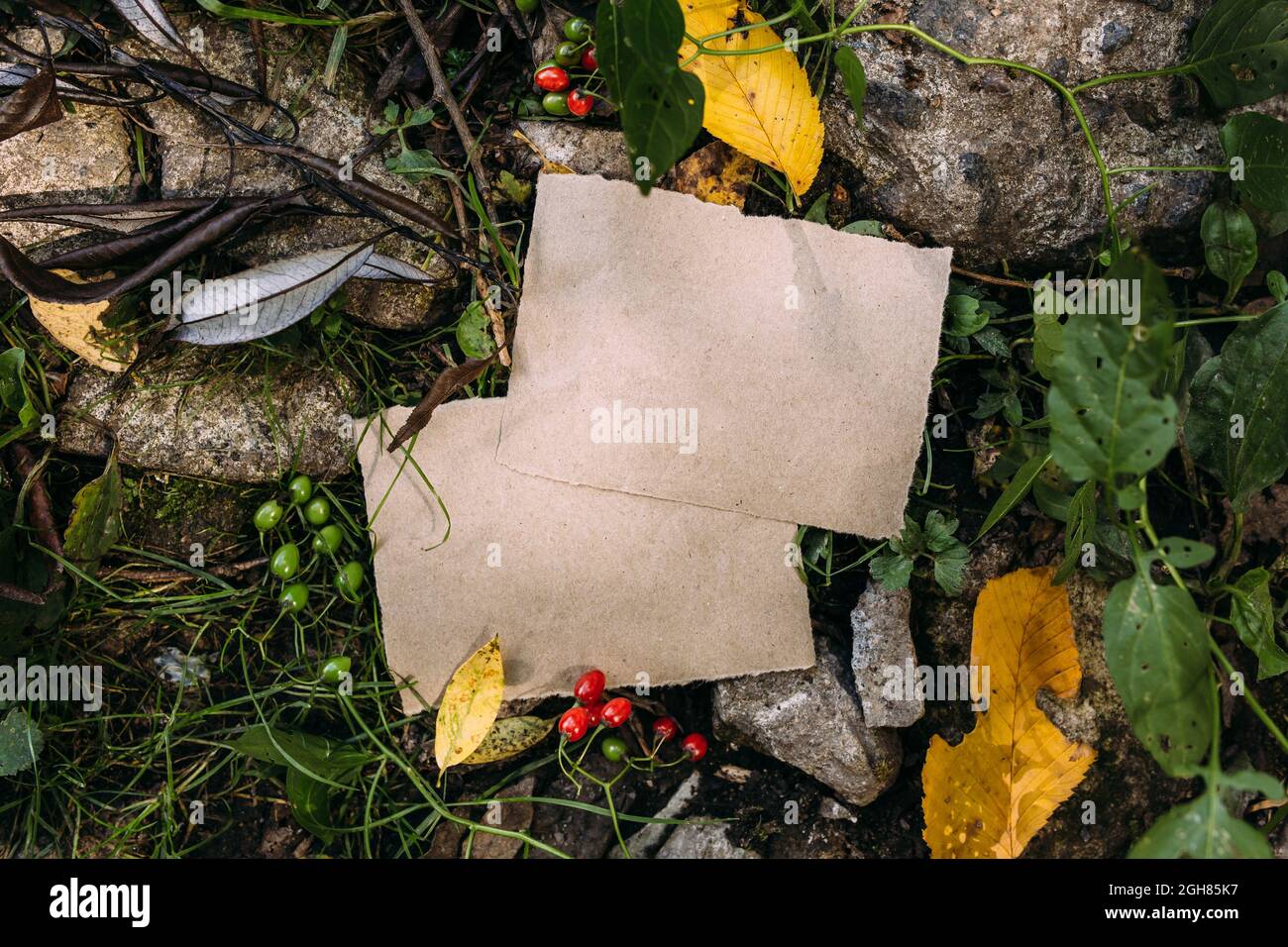 Modello di mockup di carta artigianale sullo sfondo della foresta magica autunno natura Foto Stock