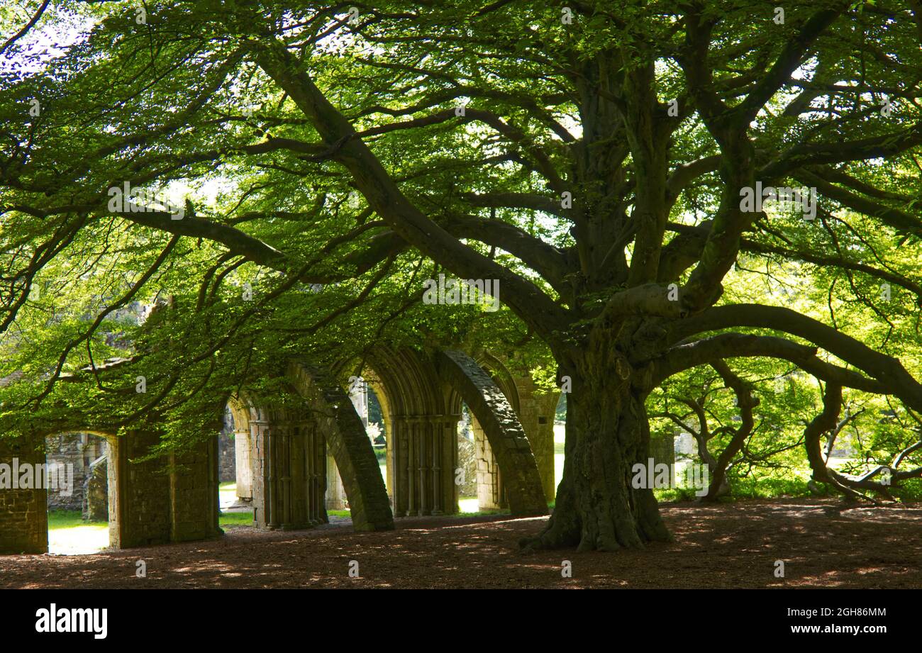 I resti della Chapter House dell'Abbazia cistercense, Margam Country Park, ombreggiato da un faggeto di felce, albero del Galles dell'anno 2020. Foto Stock
