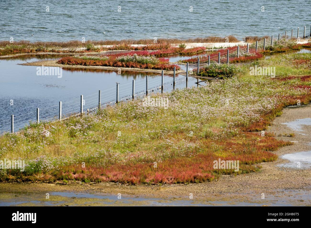 Scena molto colorata con erba, fiori selvatici, fango, sabbia, acqua e una recinzione nelle paludi salate sulle rive del lago di Grevelingen nei Paesi Bassi Foto Stock