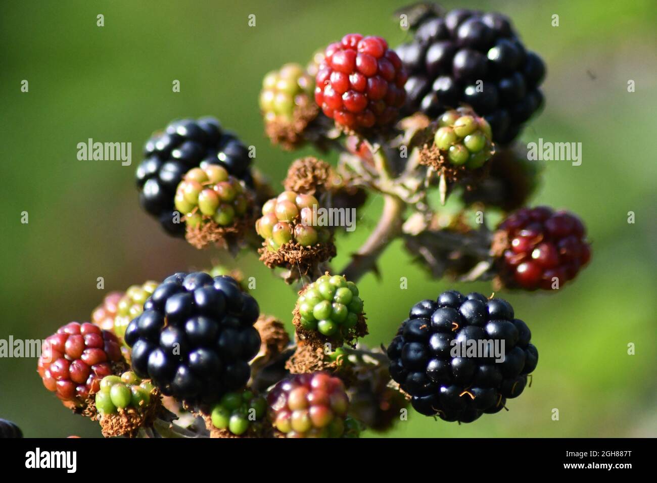 Lussureggianti more di diversa maturazione, con il riflesso del sole del pomeriggio, Rubus. Giardino di bacche nere. Foto Stock