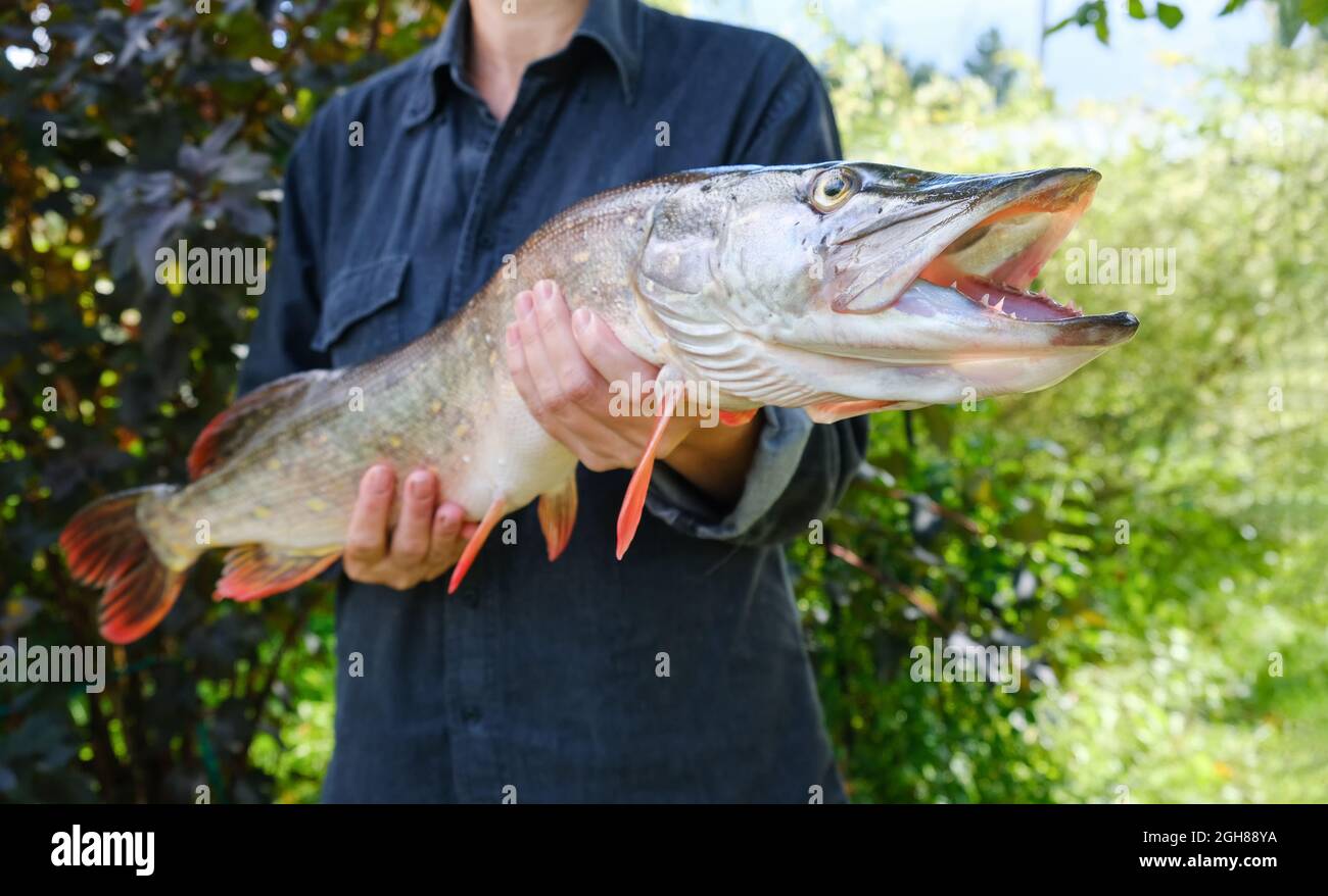 Donna con grande bel luccio in mani. Pesca del luccio di successo. Primo piano. Foto Stock